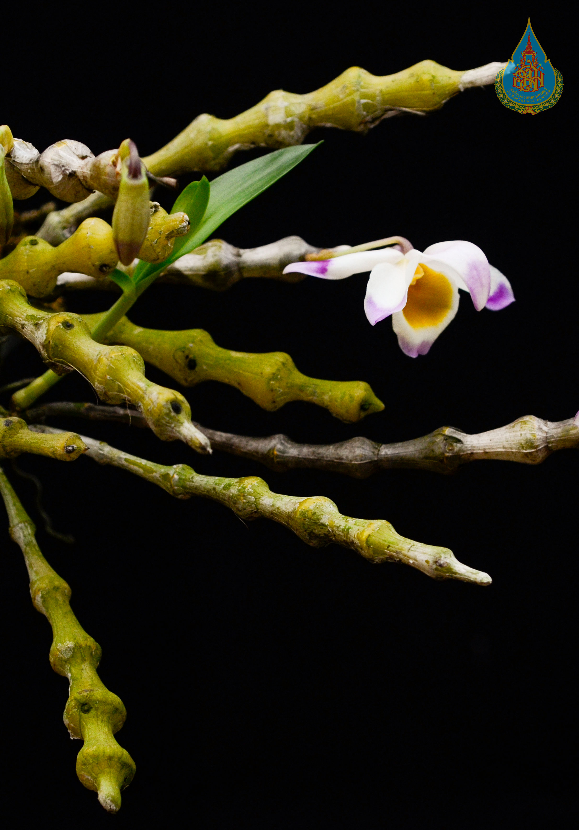 เอื้องไม้เท้าฤาษี Dendrobium pendulum Roxb.<br/>ORCHIDACEAE